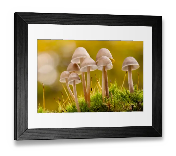 Framed Print : Close-up of group of toadstools (Mycena sp) autumn Framed Print : Close-up of group of toadstools (Mycena sp) autumn