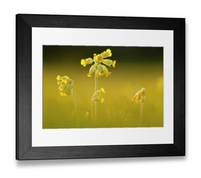 Framed Print : Cowslips (Primula veris) backlit in evening light, Durlston Country Park, near Swanage, Dorset, UK, April Framed Print : Cowslips (Primula veris) backlit in evening light, Durlston Country Park, near Swanage, Dorset, UK, April