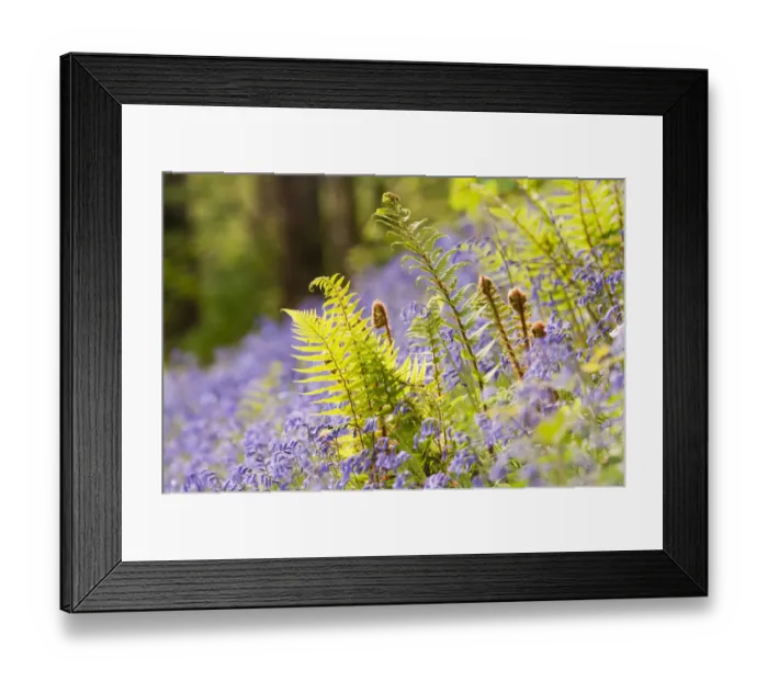 Framed Print : RF- Backlit Fern (Philotum) growing among bluebells (Endymion nonscriptus). Lanhydrock Framed Print : RF- Backlit Fern (Philotum) growing among bluebells (Endymion nonscriptus). Lanhydrock
