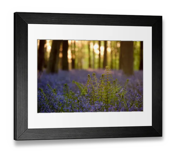 Framed Print : Male Fern (Dryopteris filix-mas) backlit among bluebell carpet. West Woods, near Marlborough