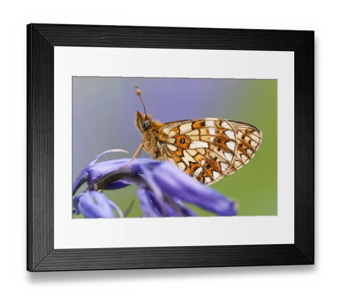 Framed Print : Small Pearl-bordered Fritillary Butterfly (Boloria selene) resting on bluebell. Boscastle Framed Print : Small Pearl-bordered Fritillary Butterfly (Boloria selene) resting on bluebell. Boscastle