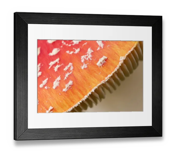 Framed Print : Detail of cap of Fly Agaric fungus {Amanita muscaria} in autumn, Beacon Hill Country Park Framed Print : Detail of cap of Fly Agaric fungus {Amanita muscaria} in autumn, Beacon Hill Country Park