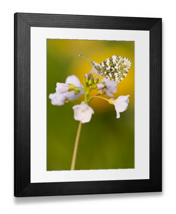 Framed Print : Orange Tip butterfly {Anthocharis cardamines} female resting on Cuckooflower {Cardamine pratensis} Framed Print : Orange Tip butterfly {Anthocharis cardamines} female resting on Cuckooflower {Cardamine pratensis}