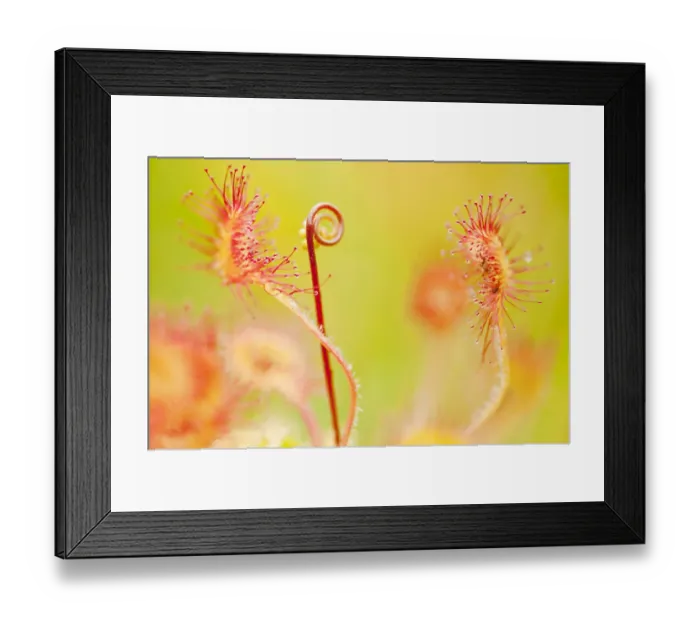 Framed Print : Close up of Common / Round leaved sundew {Drosera rotundifolia}, Westhay Nature Reserve Framed Print : Close up of Common / Round leaved sundew {Drosera rotundifolia}, Westhay Nature Reserve