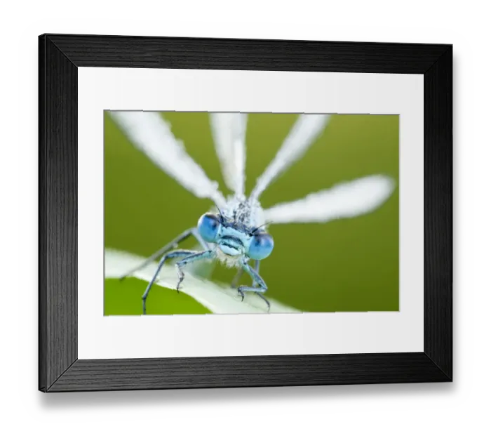 Framed Print : Common blue damselfly (Enallagma cyathigerum), close up portrait. Tamar Lake, Cornwall, UK, June Framed Print : Common blue damselfly (Enallagma cyathigerum), close up portrait. Tamar Lake, Cornwall, UK, June