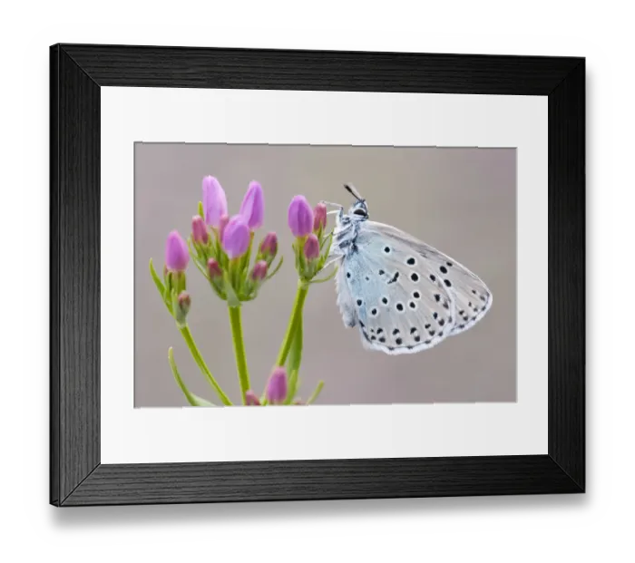 Framed Print : Large blue butterfly (Maculinea arion) on a Common Centaury (Centaurium erythraea) flower Framed Print : Large blue butterfly (Maculinea arion) on a Common Centaury (Centaurium erythraea) flower
