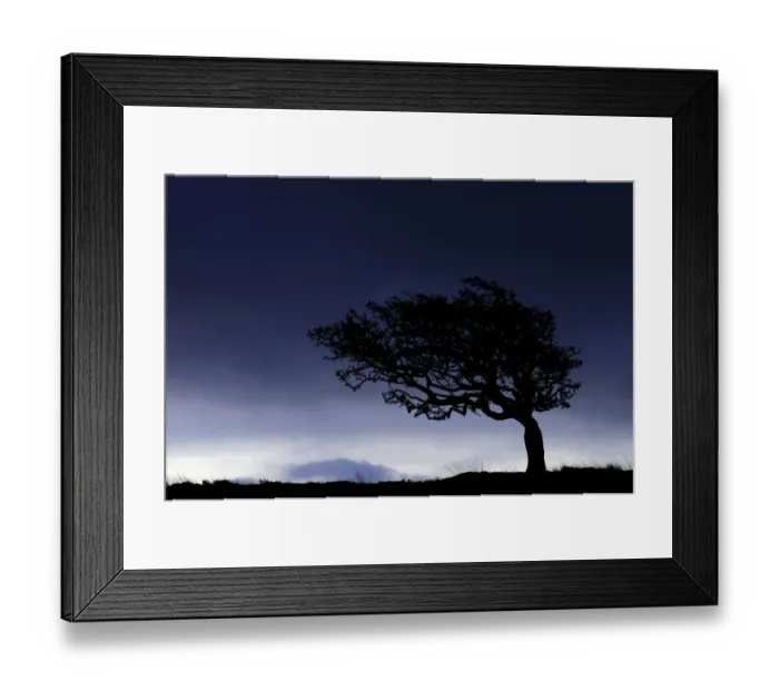 Framed Print : Silhouette of weathered, windswept hawthorn tree on stormy morning sky, Near Lynton, Devon, UK Framed Print : Silhouette of weathered, windswept hawthorn tree on stormy morning sky, Near Lynton, Devon, UK