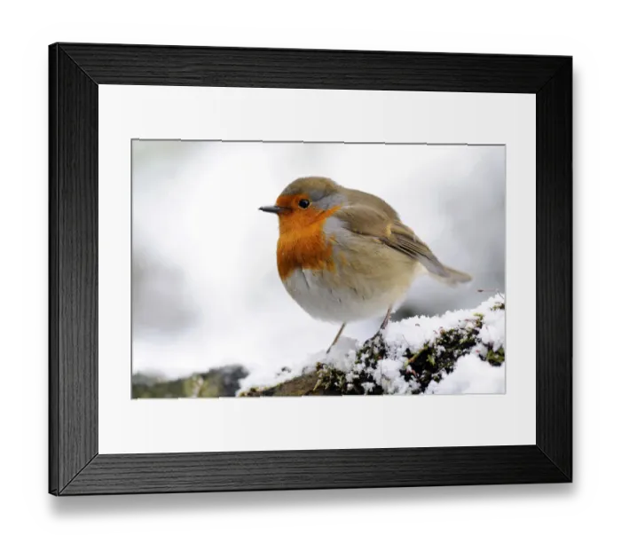 Framed Print : Robin (Erithacus rubecula) in snow, Broxwater, Cornwall, UK Framed Print : Robin (Erithacus rubecula) in snow, Broxwater, Cornwall, UK