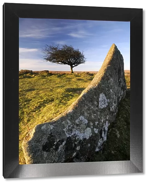 Windswept tree with rock in foreground, Combestone tor, Dartmoor, Devon, UK. March 08