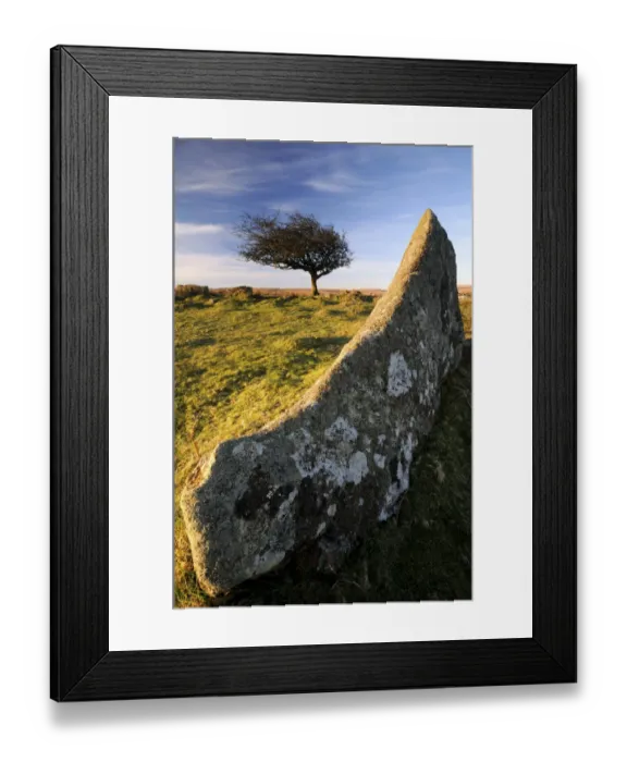 Framed Print : Windswept tree with rock in foreground, Combestone tor, Dartmoor, Devon, UK. March 08 Framed Print : Windswept tree with rock in foreground, Combestone tor, Dartmoor, Devon, UK. March 08