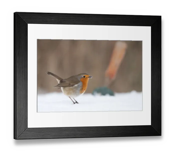 Framed Print : Robin (Erithacus rubecula) in snowy garden, with garden trowel in the background. Nr Bradworthy Framed Print : Robin (Erithacus rubecula) in snowy garden, with garden trowel in the background. Nr Bradworthy