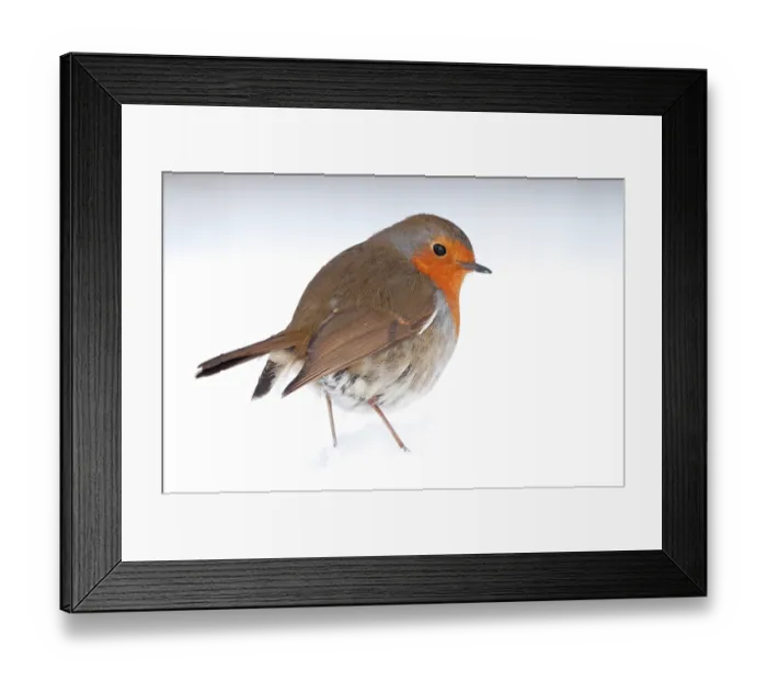 Framed Print : RF- Robin (Erithacus rubecula) portrait in snow. Near Bradworthy, Devon, UK. January Framed Print : RF- Robin (Erithacus rubecula) portrait in snow. Near Bradworthy, Devon, UK. January