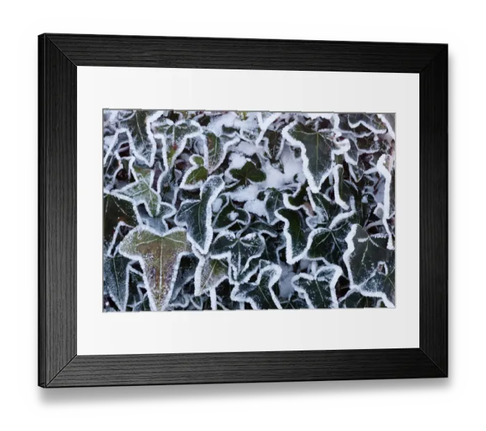 Framed Print : Ivy leaves (Hedera sp) in snow and heavy frost, Bradworthy, Devon, UK. December 2010 Framed Print : Ivy leaves (Hedera sp) in snow and heavy frost, Bradworthy, Devon, UK. December 2010
