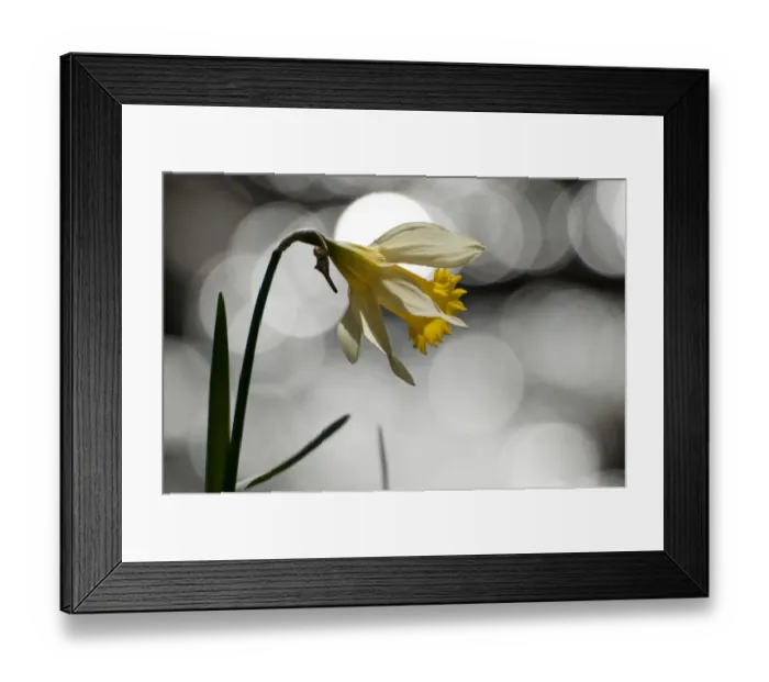 Framed Print : Wild daffodil (Narcissus pseudonarcissus) in flower, Dunsdon Wood Devon Wildlife Trust Reserve Framed Print : Wild daffodil (Narcissus pseudonarcissus) in flower, Dunsdon Wood Devon Wildlife Trust Reserve