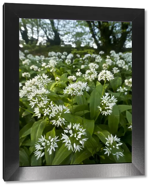 Wild garlic  /  Ramsons (Allium ursinum) flowering in, woodland, Cornwall, England, UK, May