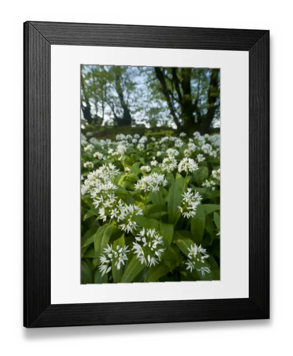 Framed Print : Wild garlic / Ramsons (Allium ursinum) flowering in, woodland, Cornwall, England, UK, May Framed Print : Wild garlic / Ramsons (Allium ursinum) flowering in, woodland, Cornwall, England, UK, May