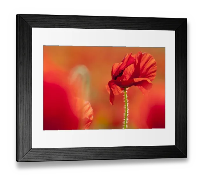 Framed Print : Common poppies (Papaver rhoeas), backlit in evening sun, Polly Joke, Crantock, Newquay Framed Print : Common poppies (Papaver rhoeas), backlit in evening sun, Polly Joke, Crantock, Newquay
