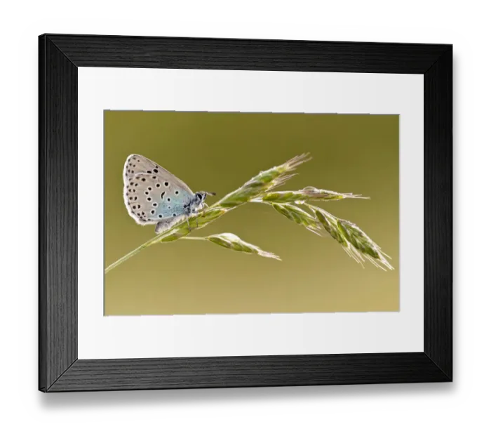 Framed Print : Large blue butterfly (Phengaris arion) resting on a grass stem, Collard Hill, Somerset Framed Print : Large blue butterfly (Phengaris arion) resting on a grass stem, Collard Hill, Somerset