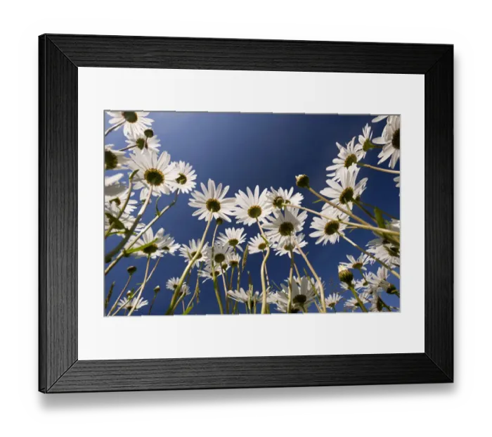Framed Print : Oxeye daisies (Leucanthemum vulgare) low angle shot, Tamar Lakes, Cornwall, UK, June 2011 Framed Print : Oxeye daisies (Leucanthemum vulgare) low angle shot, Tamar Lakes, Cornwall, UK, June 2011