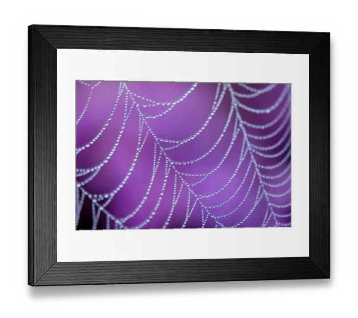 Framed Print : Dew covered spider's web with pink flowering heather in the background, Arne RSPB reserve, Dorset, England, UK, August Framed Print : Dew covered spider's web with pink flowering heather in the background, Arne RSPB reserve, Dorset, England, UK, August