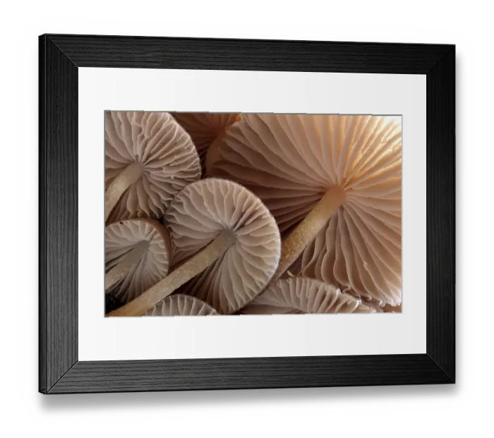 Framed Print : Fungus (Mycena sp. ) gills backlit, seen from low angle Framed Print : Fungus (Mycena sp. ) gills backlit, seen from low angle