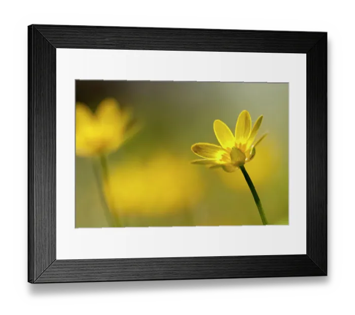 Framed Print : Lesser celandine (Ranunculus ficaria) in flower, Cornwall, England, UK, March Framed Print : Lesser celandine (Ranunculus ficaria) in flower, Cornwall, England, UK, March