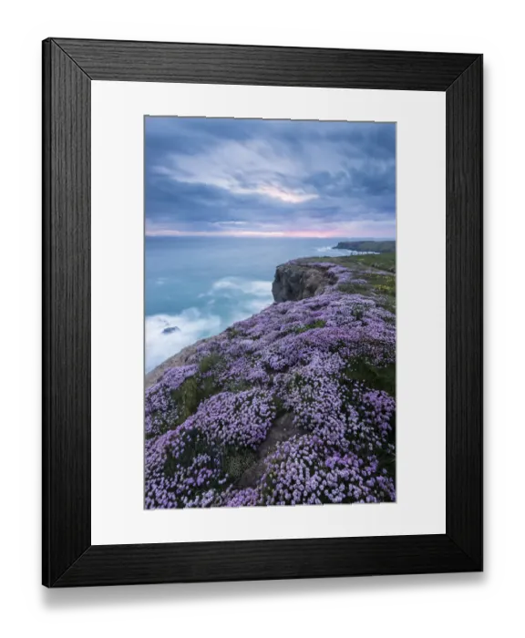 Framed Print : Pink thrift (Armeria maritima) flowering on cliff top, Bedruthan Steps, near Newquay Framed Print : Pink thrift (Armeria maritima) flowering on cliff top, Bedruthan Steps, near Newquay