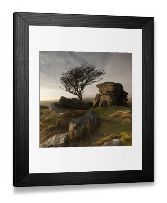 Framed Print : Hawthorn tree (Crataegus monogyna) and granite outcrop near Saddle Tor, Dartmoor National Park Framed Print : Hawthorn tree (Crataegus monogyna) and granite outcrop near Saddle Tor, Dartmoor National Park