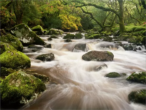River Plym flowing fast through Dewerstone Wood, Shaugh Prior, Dartmoor National Park