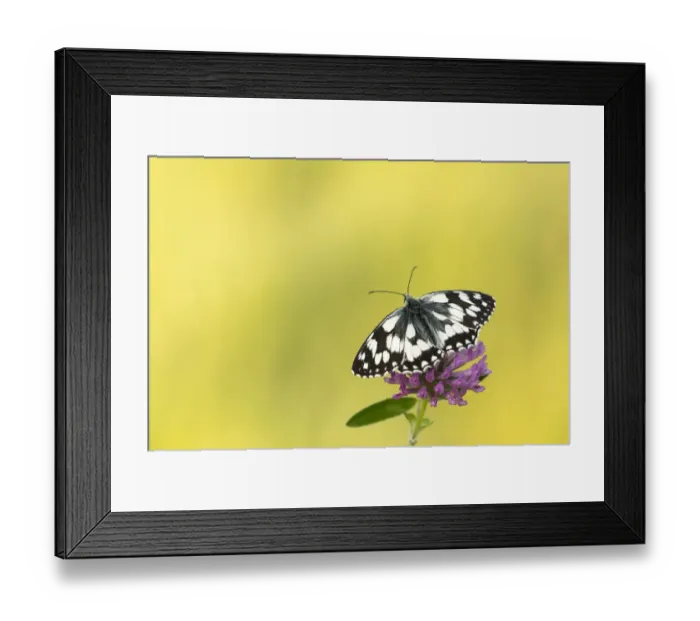 Framed Print : Marbled white butterfly (Melanargia galathea) resting on Red clover (Trifolium pratense) flower