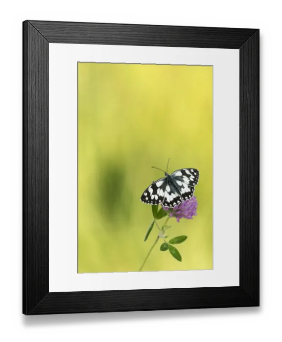 Framed Print : Marbled white butterfly (Melanargia galathea) resting on Red clover (Trifolium pratense) flower Framed Print : Marbled white butterfly (Melanargia galathea) resting on Red clover (Trifolium pratense) flower