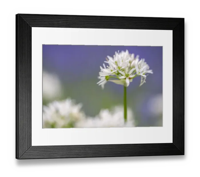 Framed Print : Wild garlic / Ramsons (Allium ursinum) flowering in woodland, Lanhydrock Woodland Framed Print : Wild garlic / Ramsons (Allium ursinum) flowering in woodland, Lanhydrock Woodland