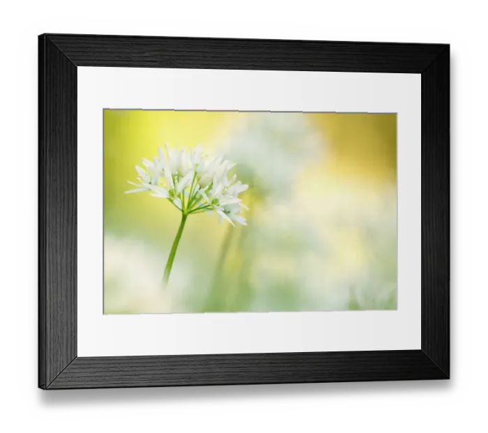 Framed Print : Wild garlic (Allium ursinum) close-up, Combe Valley, Cornwall, UK. May 2014 Framed Print : Wild garlic (Allium ursinum) close-up, Combe Valley, Cornwall, UK. May 2014