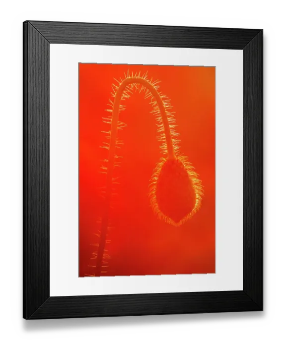 Framed Print : Common poppy (Papaver rhoeas) bud, Polly / Porth Joke, Pentire, Newquay, Cornwall, UK, July Framed Print : Common poppy (Papaver rhoeas) bud, Polly / Porth Joke, Pentire, Newquay, Cornwall, UK, July