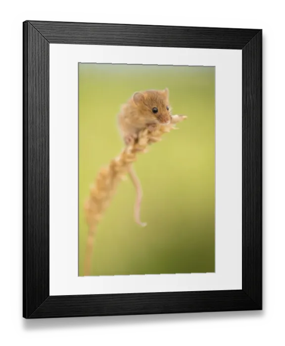 Framed Print : Harvest mouse (Micromys minutus) on wheat stem, Devon, UK (captive). May Framed Print : Harvest mouse (Micromys minutus) on wheat stem, Devon, UK (captive). May