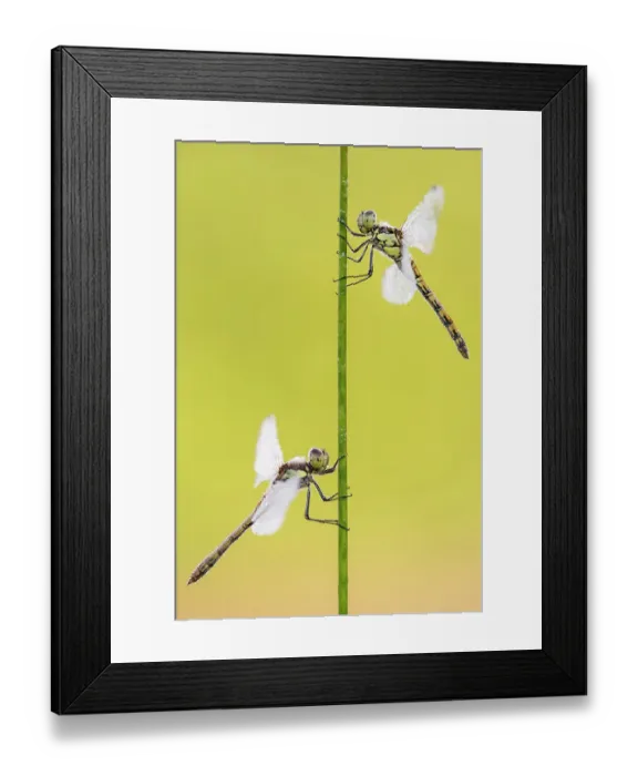 Framed Print : Common darter dragonflies (Sympetrum striolatum) two females resting on reed, Dunsdon Nature Reserve, Devon, UK. August Framed Print : Common darter dragonflies (Sympetrum striolatum) two females resting on reed, Dunsdon Nature Reserve, Devon, UK. August