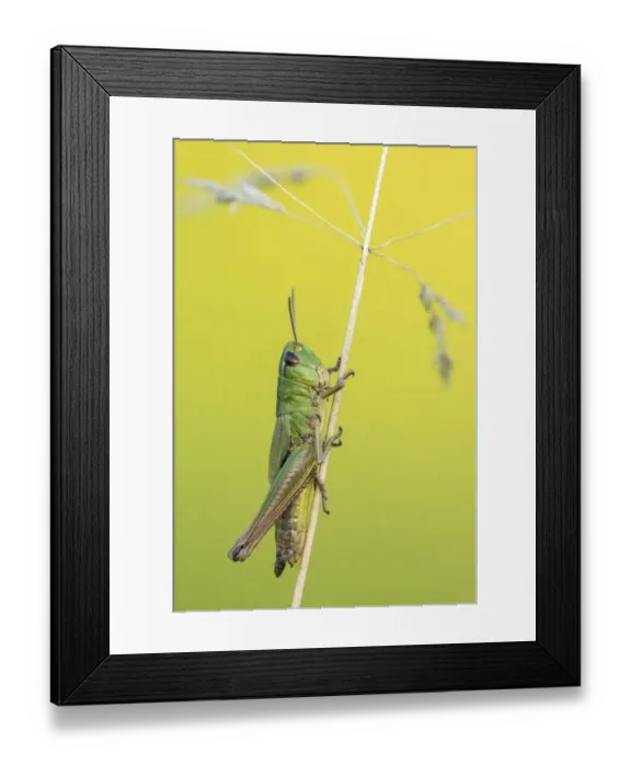 Framed Print : RF- Meadow Grasshopper (Chorthippus parallelus) sub adult, Vealand farm, Devon, UK. July Framed Print : RF- Meadow Grasshopper (Chorthippus parallelus) sub adult, Vealand farm, Devon, UK. July