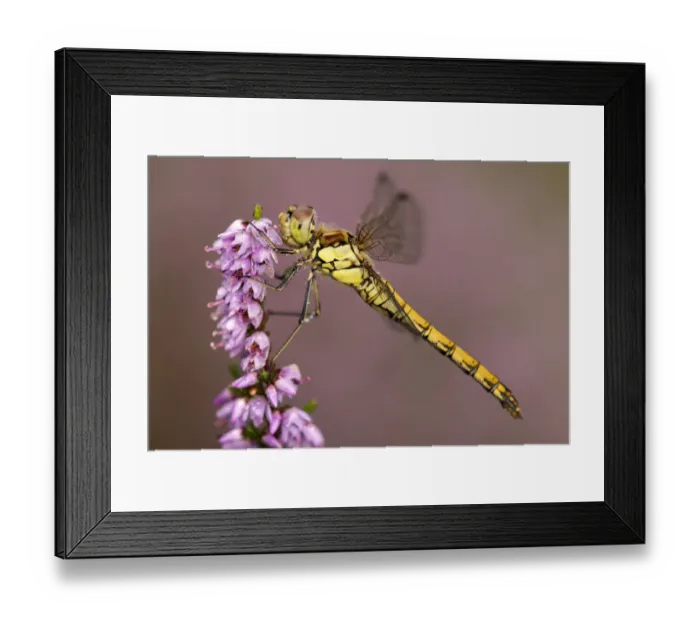 Framed Print : Common darter dragonfly (Sympetrum striolatum) resting on heather, Dunsdon Nature Reserve