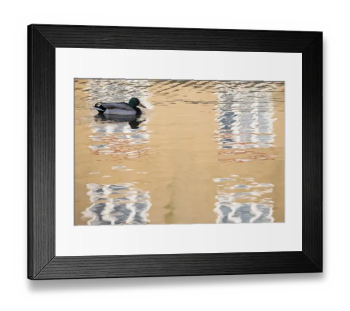 Framed Print : Mallard duck (Anas platyrhynchos) drake swimming through reflection of house, Bude canal Framed Print : Mallard duck (Anas platyrhynchos) drake swimming through reflection of house, Bude canal