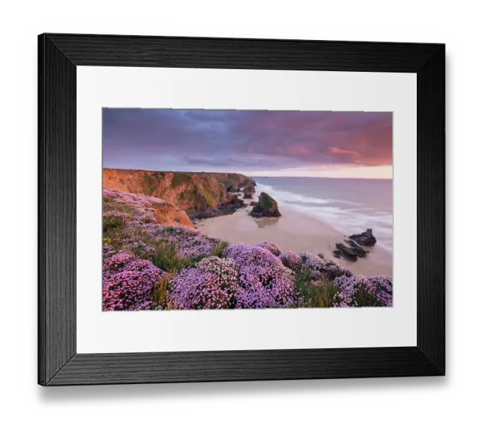 Framed Print : RF- Pink thrift (Armeria maritima) flowering on the coastal cliffs tops at Bedruthan Steps, Cornwall, UK. May 2013 Framed Print : RF- Pink thrift (Armeria maritima) flowering on the coastal cliffs tops at Bedruthan Steps, Cornwall, UK. May 2013