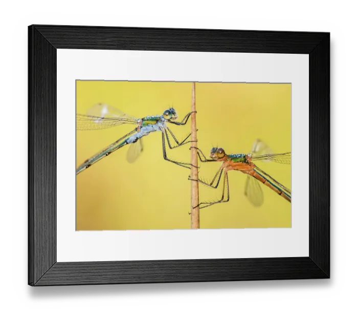 Framed Print : Emerald damselflies (Lestes sponsa) resting on a reed, Cornwall, England, UK, July Framed Print : Emerald damselflies (Lestes sponsa) resting on a reed, Cornwall, England, UK, July