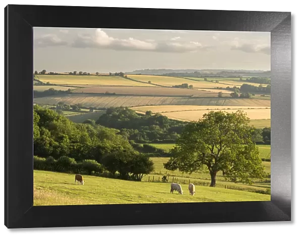 Rural view of rolling countryside with grazing cattle, near Frome, Somerset, UK. July 2014