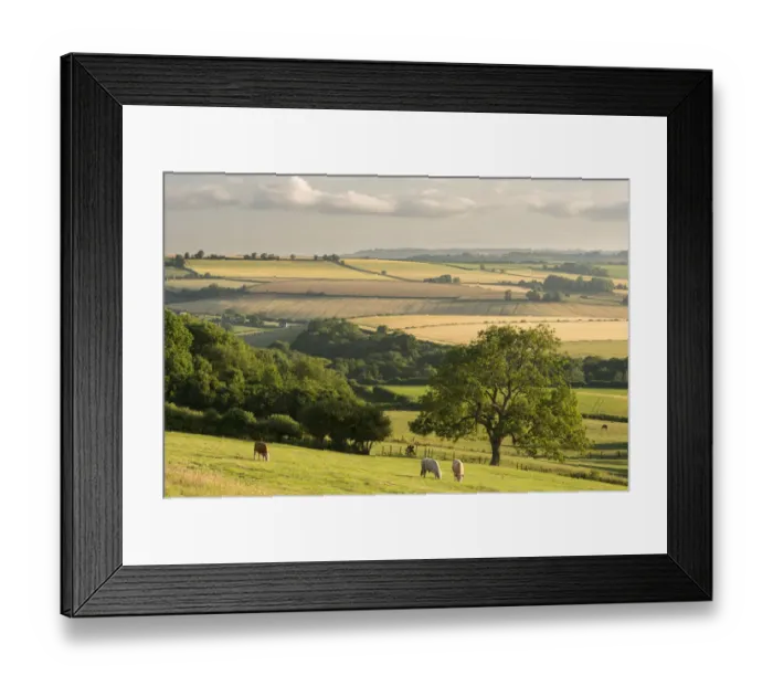 Framed Print : Rural view of rolling countryside with grazing cattle, near Frome, Somerset, UK. July 2014