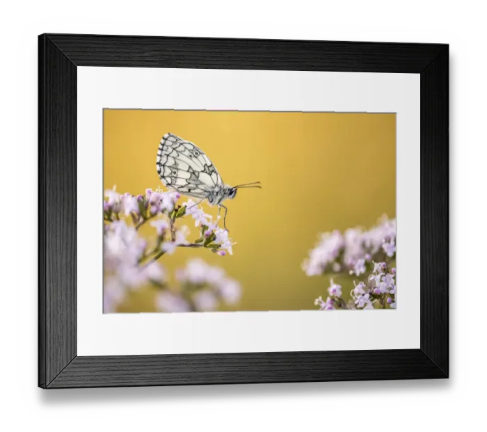 Framed Print : Marbled White butterfly (Melanargia galathea) resting on flower, Volehouse Moor Nature Reserve Framed Print : Marbled White butterfly (Melanargia galathea) resting on flower, Volehouse Moor Nature Reserve