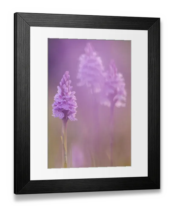 Framed Print : RF - Common spotted orchids (Dactylorhiza fuchsii), Volehouse nature reserve, Devon, UK, June Framed Print : RF - Common spotted orchids (Dactylorhiza fuchsii), Volehouse nature reserve, Devon, UK, June