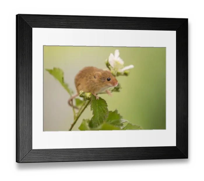 Framed Print : Harvest mouse (Micromys minutus) on Bramble (Rubus) plant, Devon, England, UK, May Framed Print : Harvest mouse (Micromys minutus) on Bramble (Rubus) plant, Devon, England, UK, May