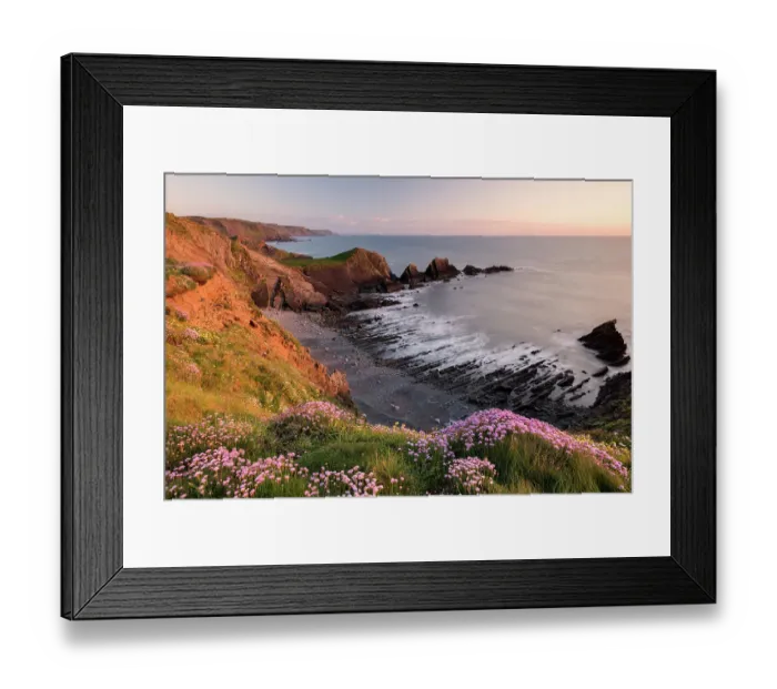 Framed Print : Pink thrift (Armeria maritima) growing along the coastal cliff tops, Hartland Quay, North Devon, UK. May 2017 Framed Print : Pink thrift (Armeria maritima) growing along the coastal cliff tops, Hartland Quay, North Devon, UK. May 2017
