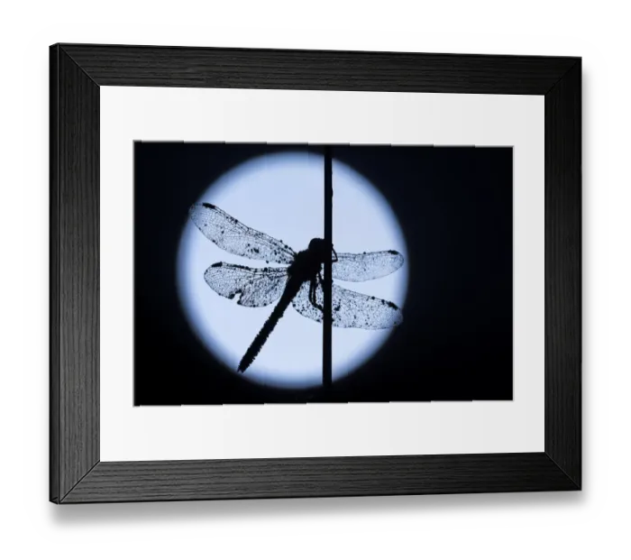Framed Print : RF - Common darter dragonfly (Sympetrum striolatum) resting on reed, silhouetted against the moon Framed Print : RF - Common darter dragonfly (Sympetrum striolatum) resting on reed, silhouetted against the moon