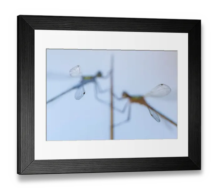 Framed Print : Pair of Emerald damselflies (Lestes sponsa) resting on a reed, with only tips of wings in focus Framed Print : Pair of Emerald damselflies (Lestes sponsa) resting on a reed, with only tips of wings in focus