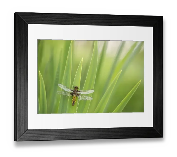 Framed Print : Broad bodied chaser dragonfly (Libellula depressa), newly emerged, resting on reeds Framed Print : Broad bodied chaser dragonfly (Libellula depressa), newly emerged, resting on reeds
